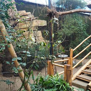 Sunda wrinkled hornbill - Malayan great argus aviary (Jan 20th, 2019)