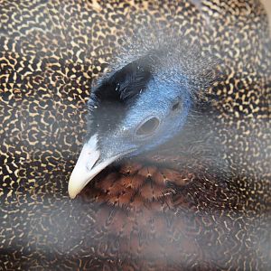 Malayan great argus (Argusianus argus argus), Jan 20th, 2019