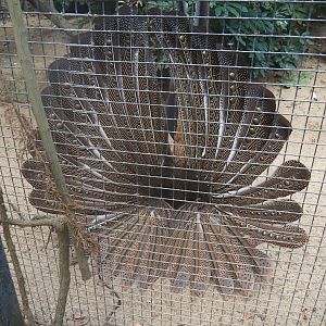 Malayan great argus (Argusianus argus argus) displaying (Jan 20th, 2019)