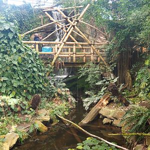 View in the Asian greenhouse (Jan 20th, 2019)