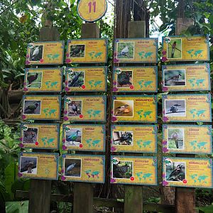 Asian greenhouse free-flying birds signs (Jan 20th, 2019)