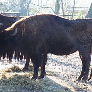 Wisent (Bison bonasus), Jan 20th, 2019