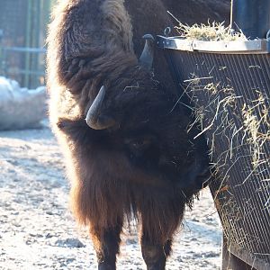Wisent (Bison bonasus), Jan 20th, 2019
