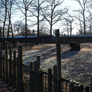 Wisent paddock (Jan 20th, 2019)