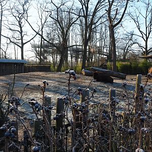 Wisent paddock (Jan 20th, 2019)