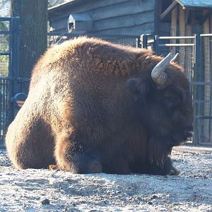 Wisent (Bison bonasus), Jan 20th, 2019
