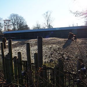 Wisent paddock (Jan 20th, 2019)