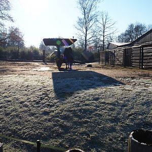 Bactrian camel paddock (Jan 20th, 2019)