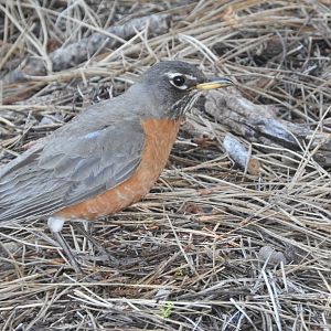 American Robin