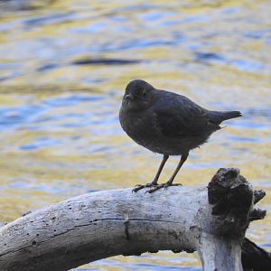 American Dipper