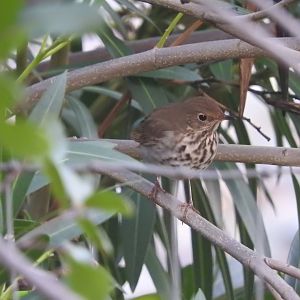 Hermit Thrush