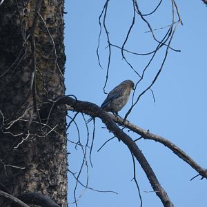 Mountain Bluebird