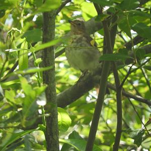 Swainson's Thrush