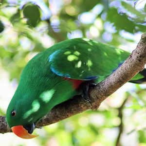 Australian Eclectus Parrot (Eclectus roratus macgillivrayi)