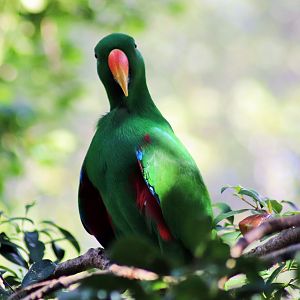 Australian Eclectus Parrot (Eclectus roratus macgillivrayi)