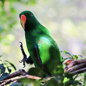 Australian Eclectus Parrot (Eclectus roratus macgillivrayi)