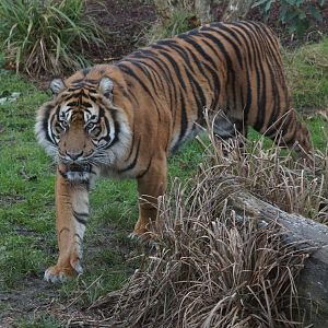 Male Sumatran tiger, Asim
