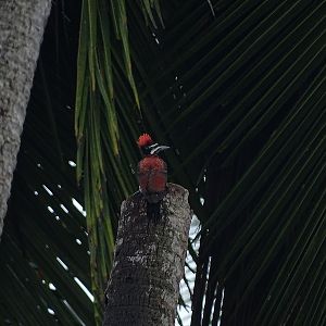 Sri Lanka flameback