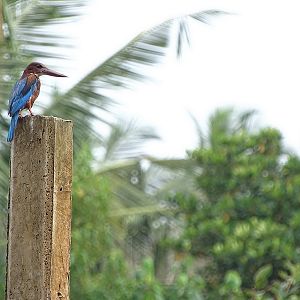 White-breasted kingfisher