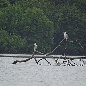 White-bellied sea eagle.