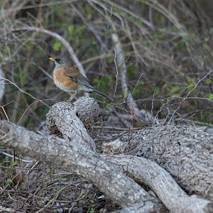 Rufous-backed Robin (Turdus rufopalliatus rufopalliatus)