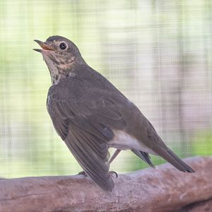 Swainson's Thrush (Catharus ustulatus)