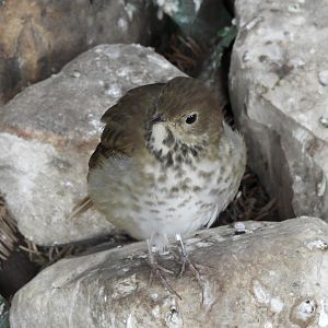 Hermit Thrush (Catharus guttatus)