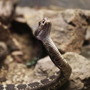 Arizona black rattlesnake
