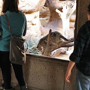 ocelot exhibit