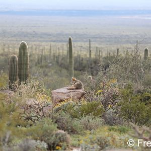 coyote with a view