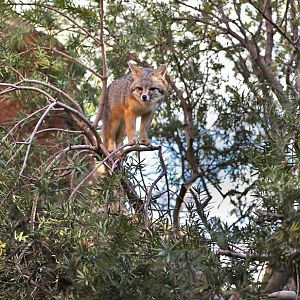gray fox in tree