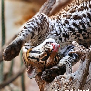 ocelots just wanna have fun