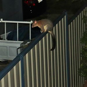 Common Brushtail Possum (Trichosurus vulpecula vulpecula)