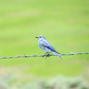 Mountain Bluebird (male)