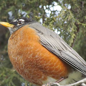 American Robin