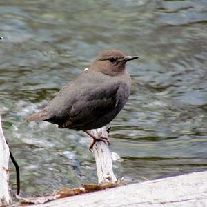 American Dipper