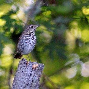 Hermit Thrush (auduboni)