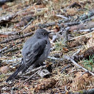 Townsend's Solitaire
