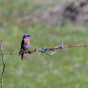 Western Bluebird (male)