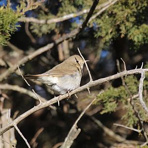 Hermit Thrush (eastern)