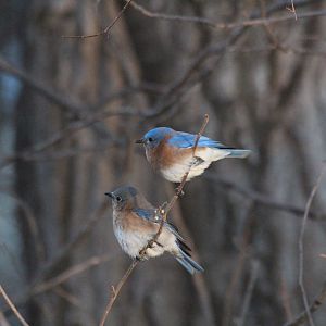 Eastern Bluebird
