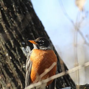 American Robin (nominate)