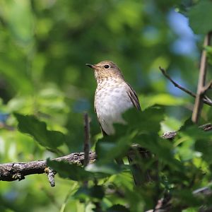Swainson's Thrush