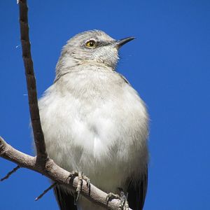 Northern Mockingbird (leucopterus)