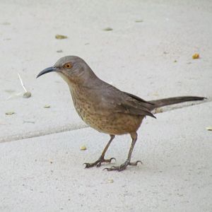 Curve-billed Thrasher (palmeri)