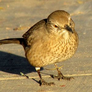 Bendire's Thrasher (nominate)
