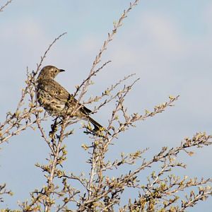Sage Thrasher