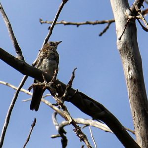 Veery, juvenile
