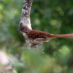 Brown Thrasher (nominate)