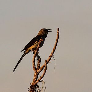 Northern Mockingbird (nominate)